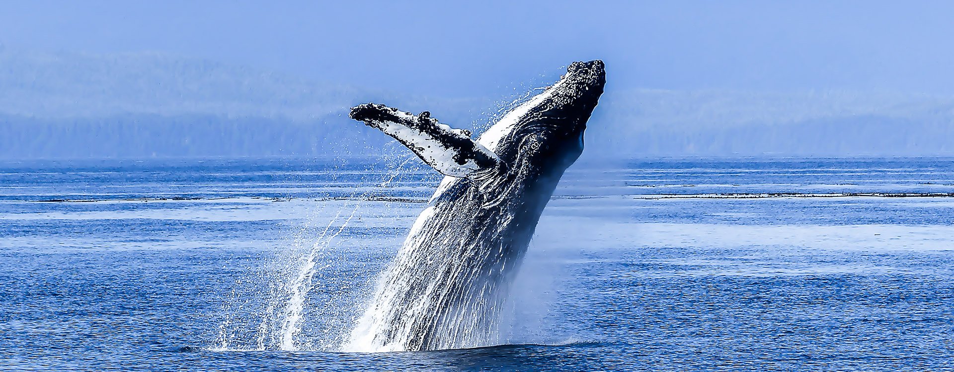 humpback whale in the blue ocean