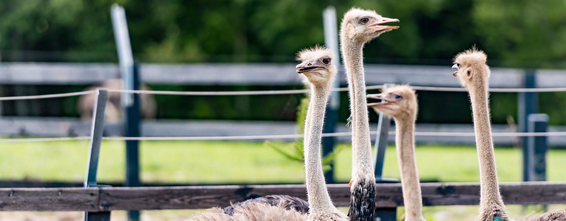 4 ostriches on a farm in Niseko Hokkaido, Japan
