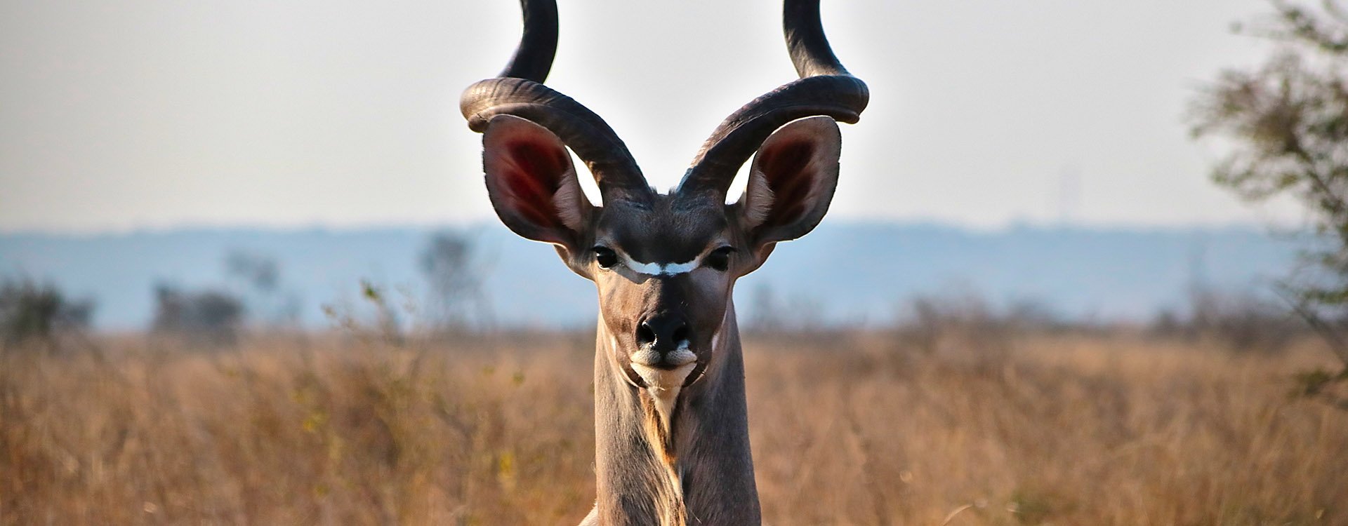 Greater kudu, Kruger National Park, South Africa