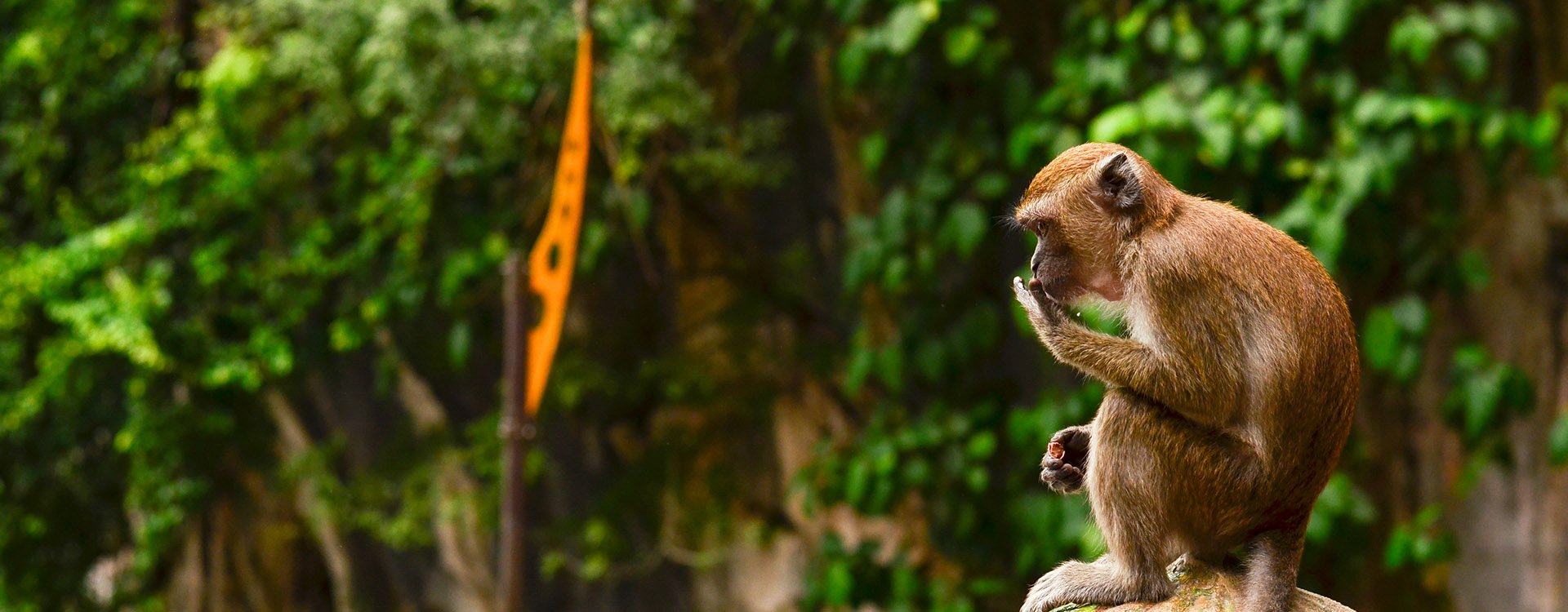 Monkey eating from his hand sitting on a pumpkin at Batu Caves, Kuala Lumpur, Malaysia
