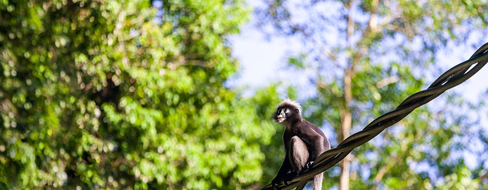 Dusky Langur Monkey sitting on wire in the rainforest, Langkawi, Malaysia