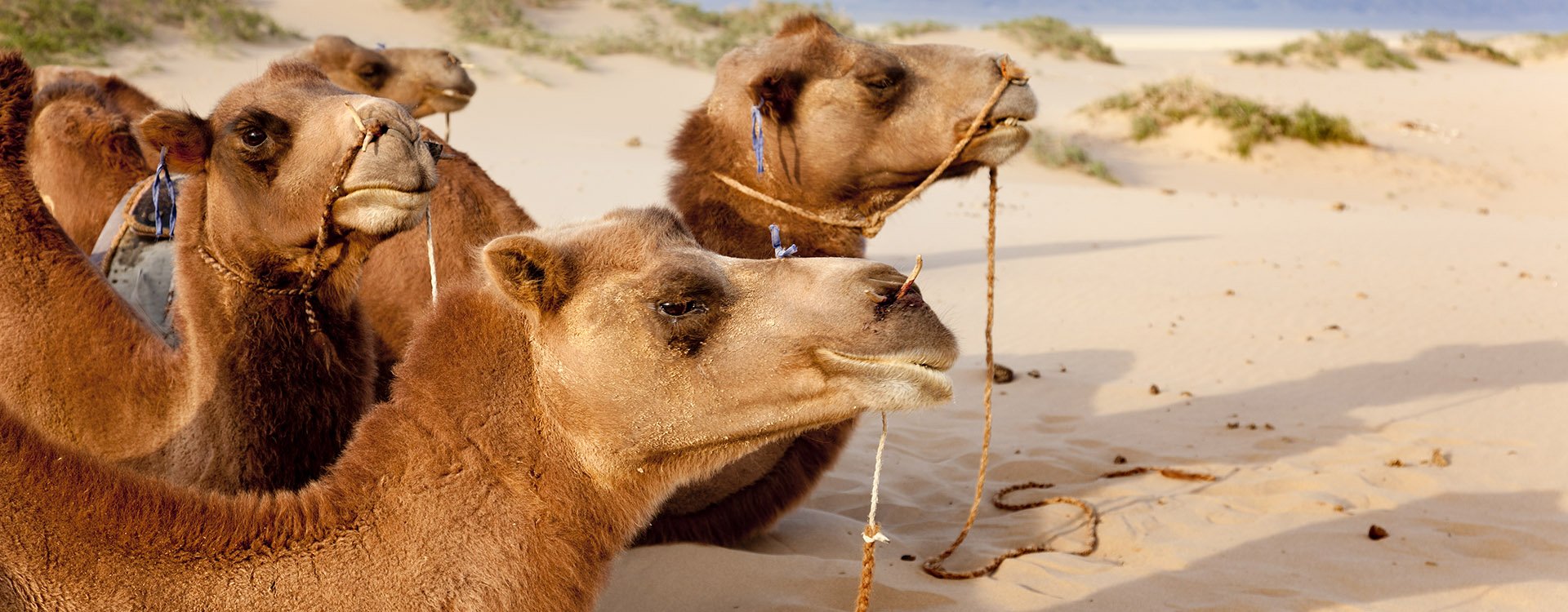 A caravan of camels resting in the sand of the Gobi Desert