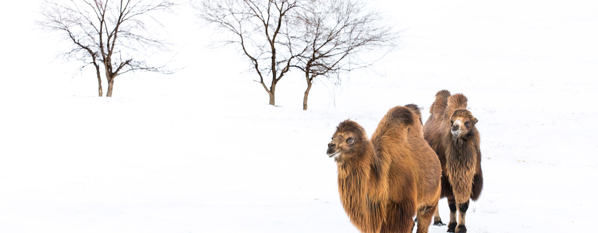 2 bactrian camels walking in a the winter landscape of northern Mongolia