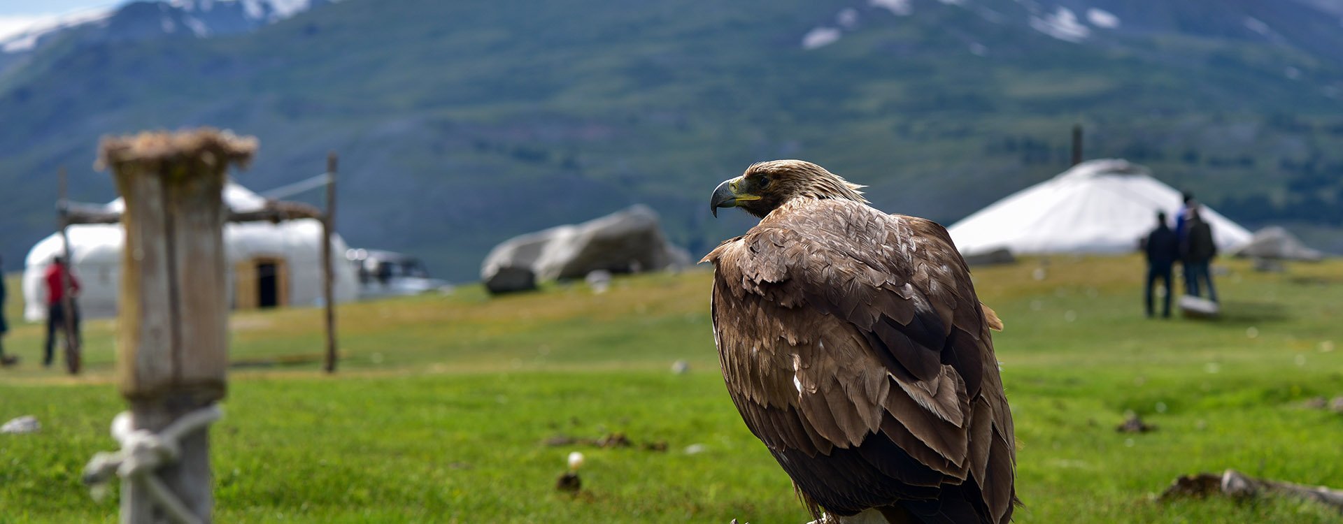 Wild eagle portrait in Mongolia with green landscape and partially snowy mountains