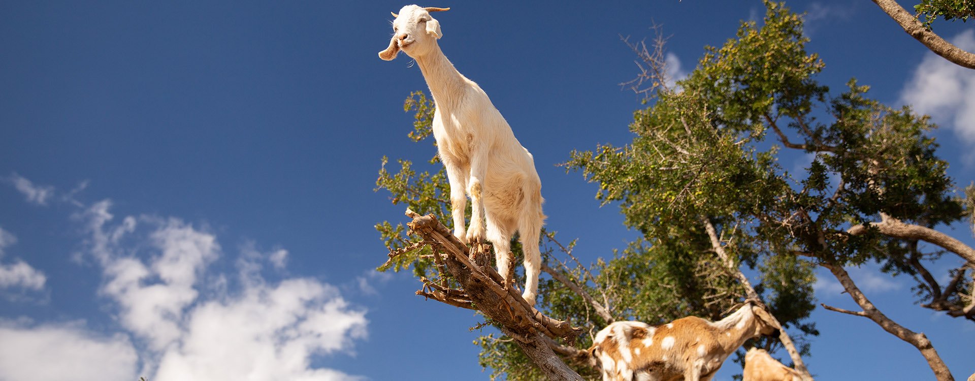 Goats on argan tree in Morocco, Agadir, Essaouira