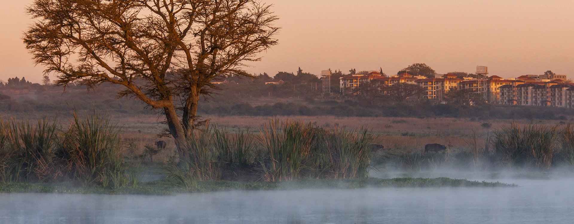Dawn in Nairobi National Park with buildings in background