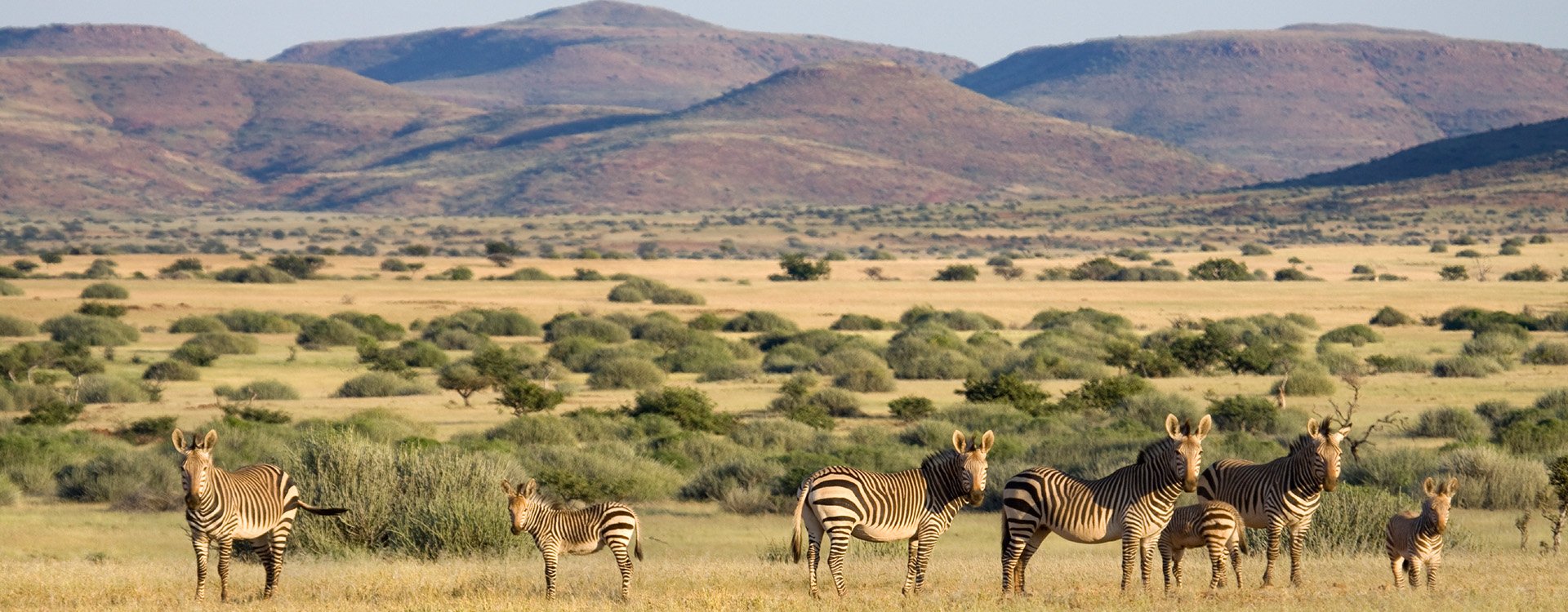 Namibia_Damaraland_Mountain zebra_iStock_000009327284