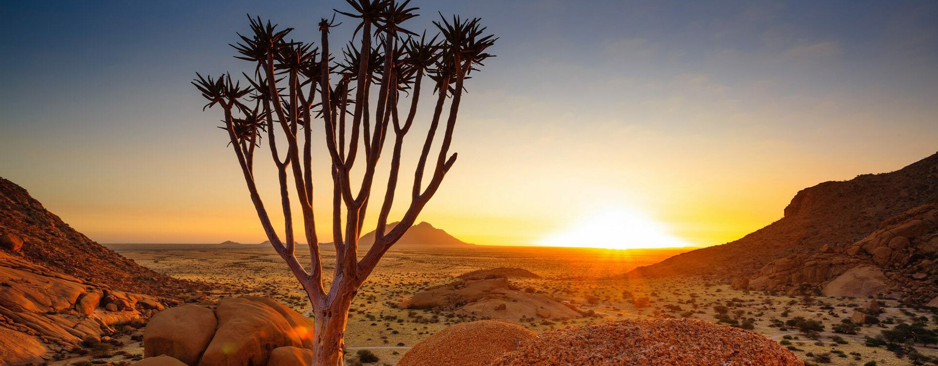 Namibia_Damaraland_Quiper Tree