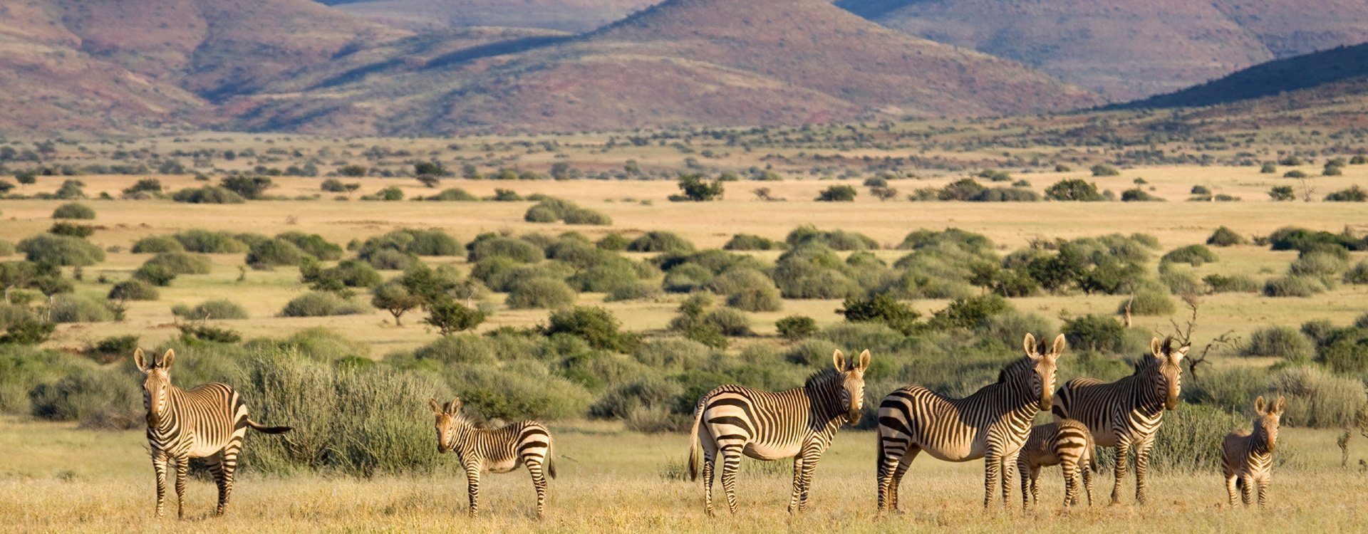 Namibia_Damaraland_Wildlife