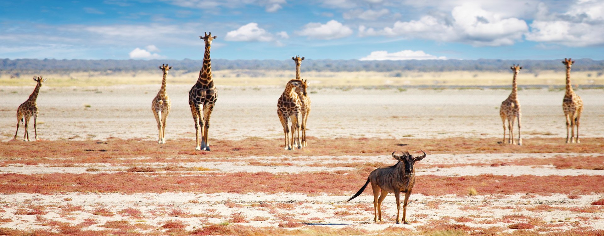 Namibia_Etosha_wildbeest and giraffe_iStock_000031055106