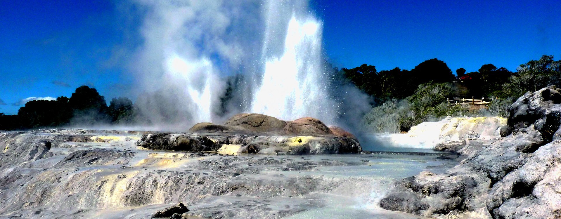 gush spring in geotermal area park in Te Puia Rotorua, New Zealand
