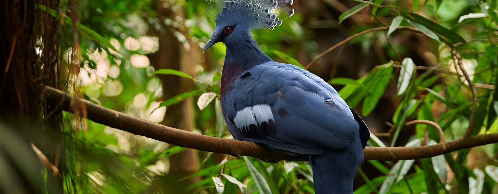 Close-up, largest extant pigeon, Victoria crowned pigeon, Goura victoria. Northern New Guinea