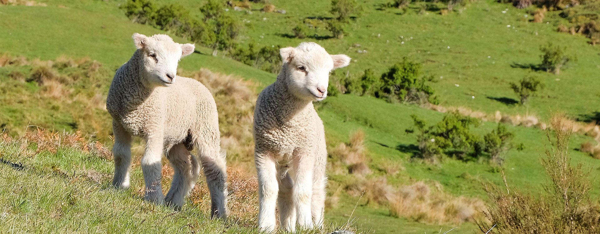 Two Lambs. Queenstown, New Zealand