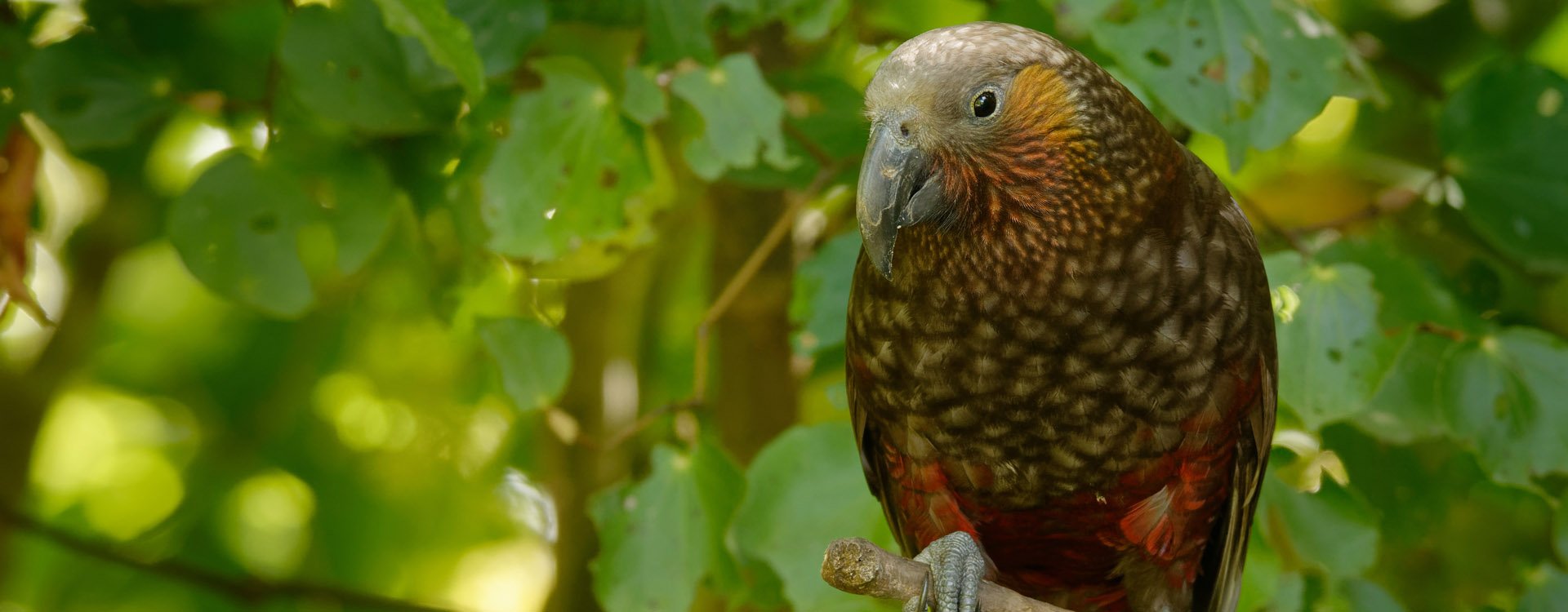 Kaka - Nestor meridionalis - endemic parakeet living in forests of New Zealand