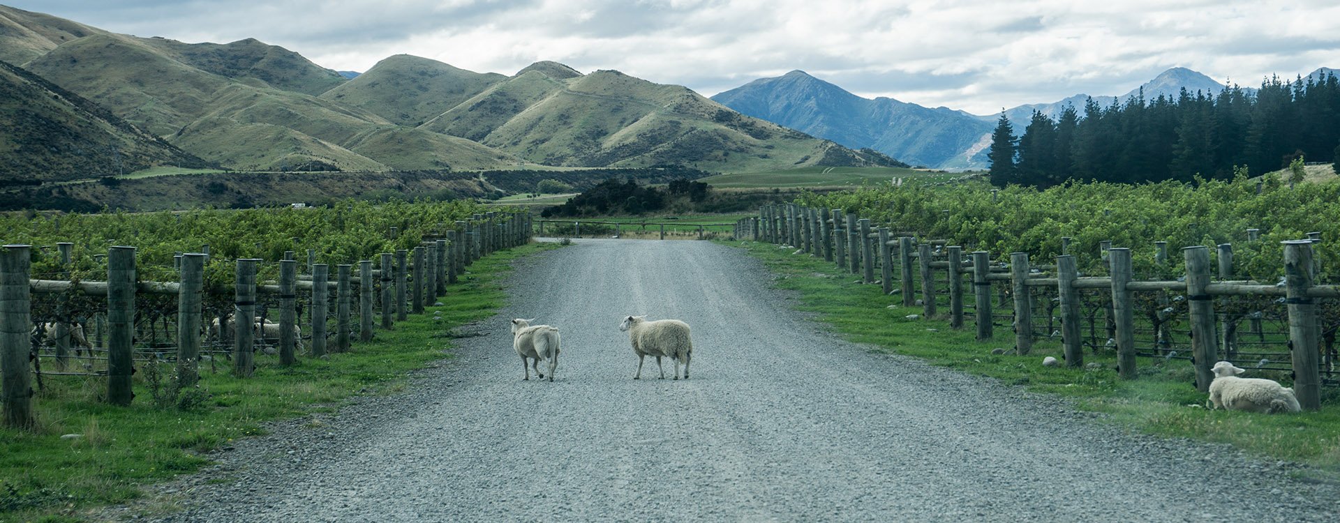 New Zealand_South Island_Sheeps Crossing The Road In Vineyard