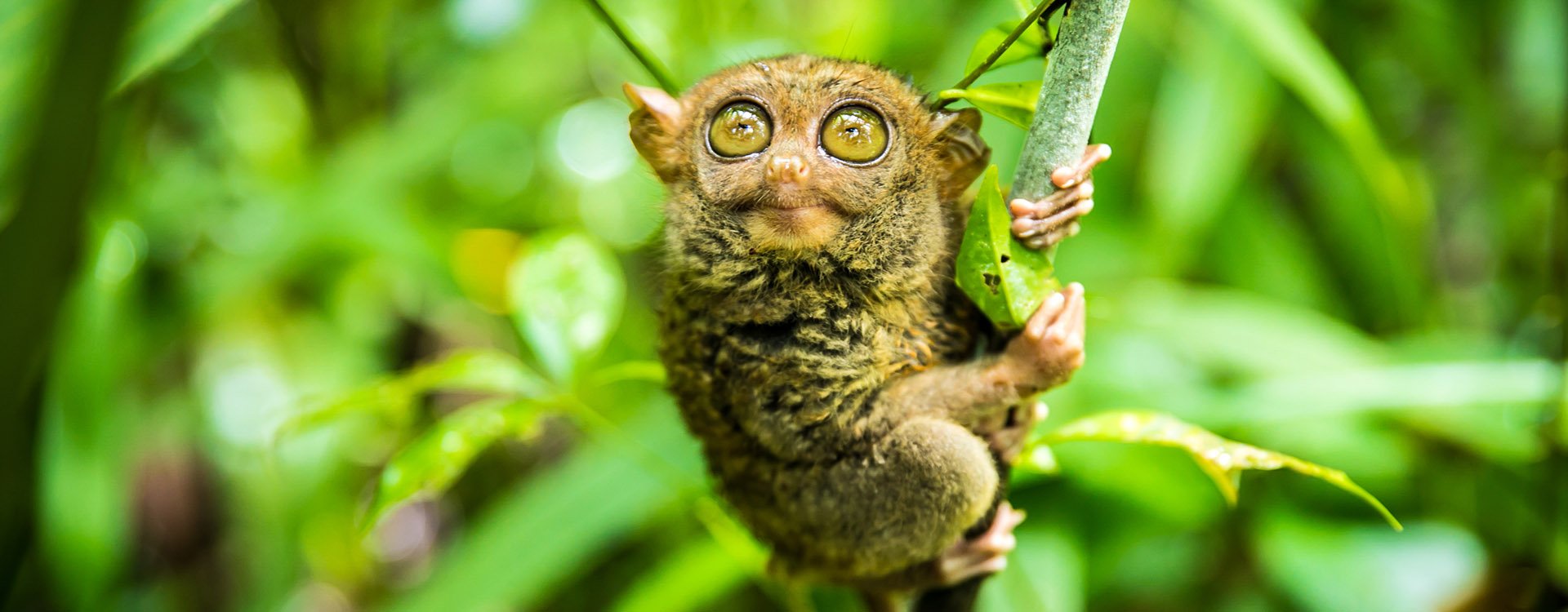 The Philippine tarsier (Carlito syrichta), tarsier endemic to the Philippines