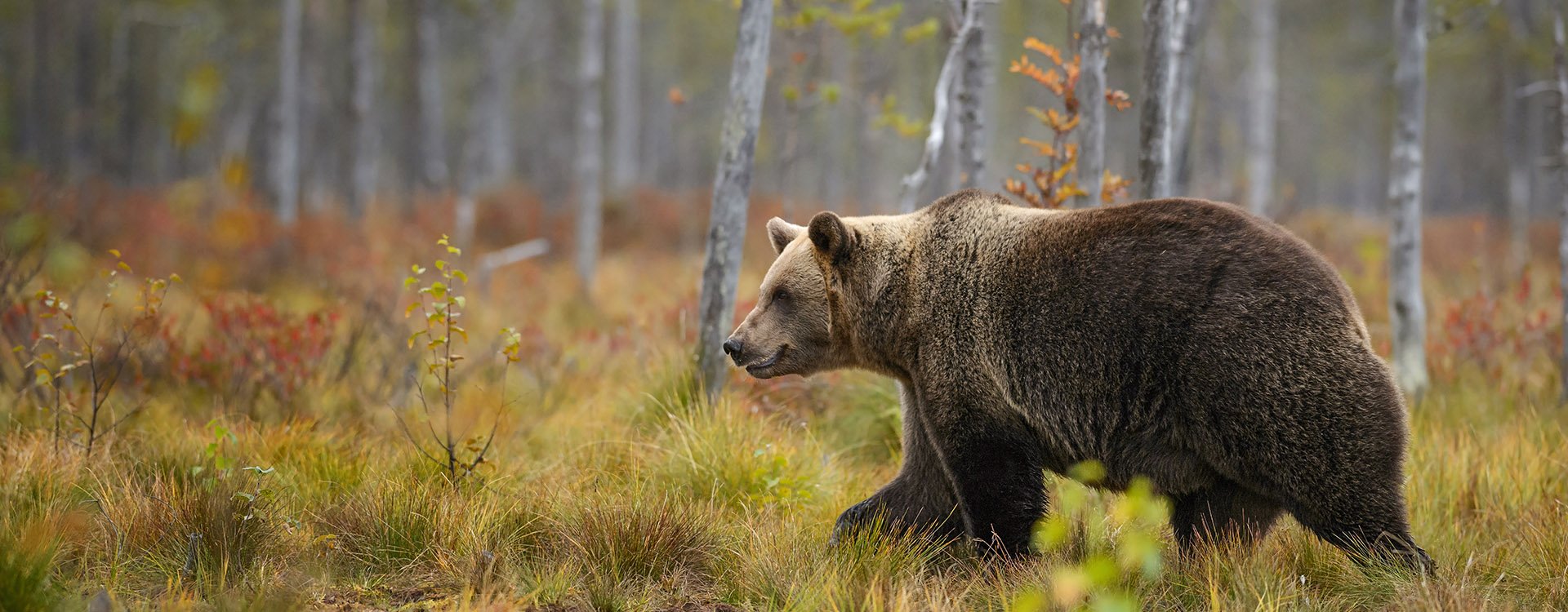 Brown Bear in Forest