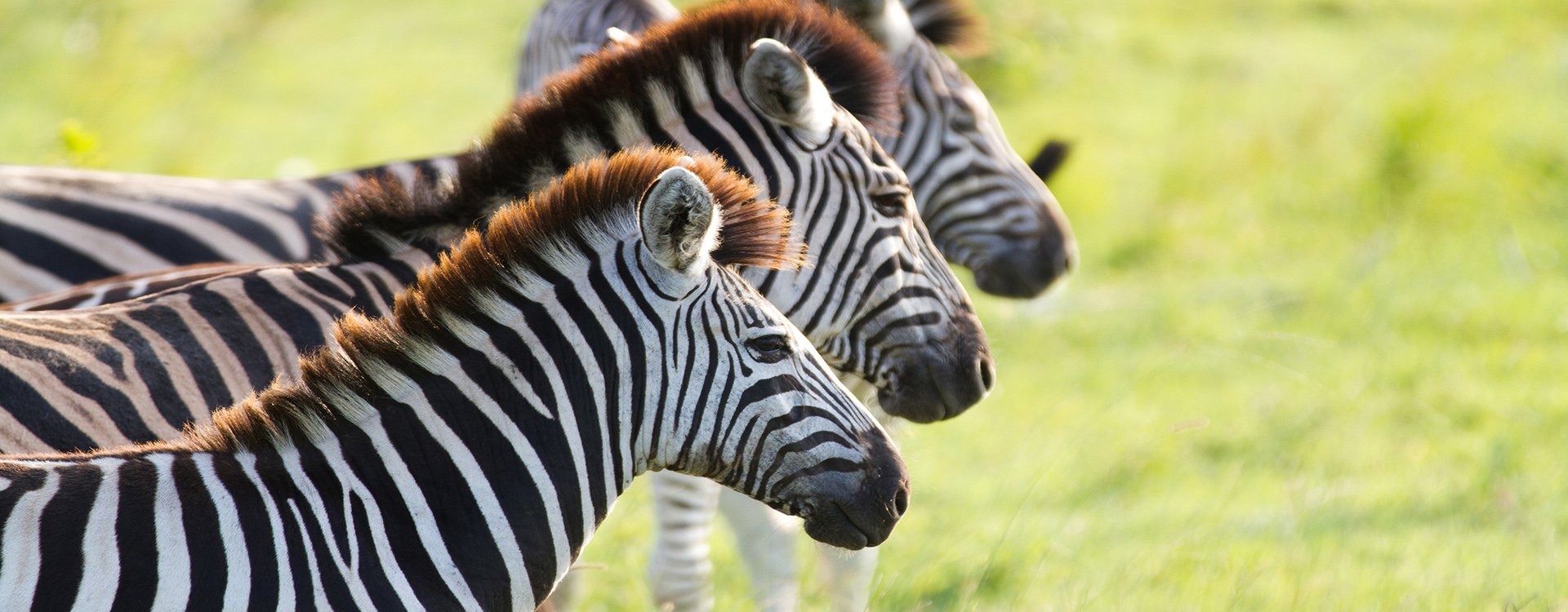 South africa_kruger_zebras