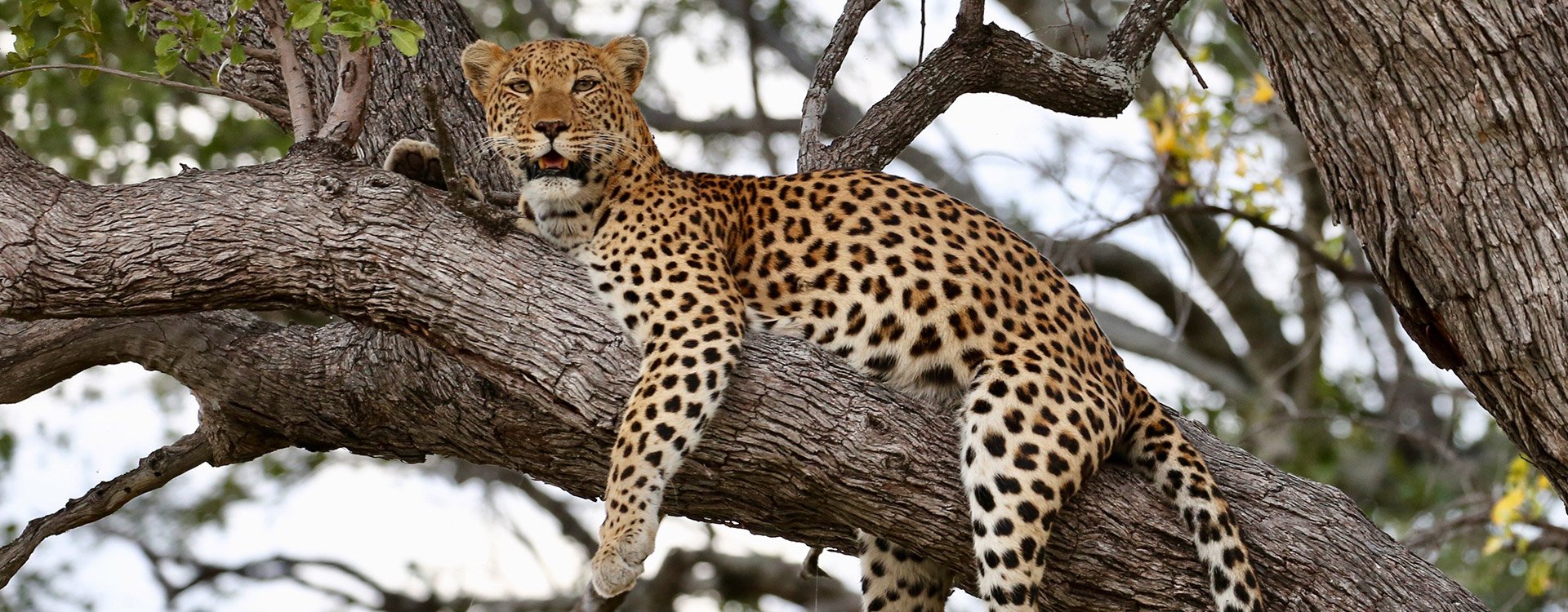 South Africa_Madikwe_Leopards