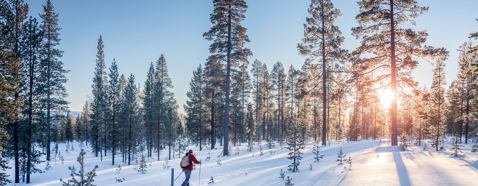 cross-country skiing on a track in beautiful nordic winter wonderland scenery in Scandinavia with scenic evening light at sunset in winter, Northern Europe