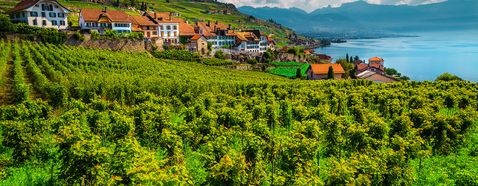 Terraced vineyard with Lake Geneva in background. Vineyards and vine rows in Lavaux wine region, near Chexbres village, Rivaz, Canton of Vaud, Switzerland, Europe