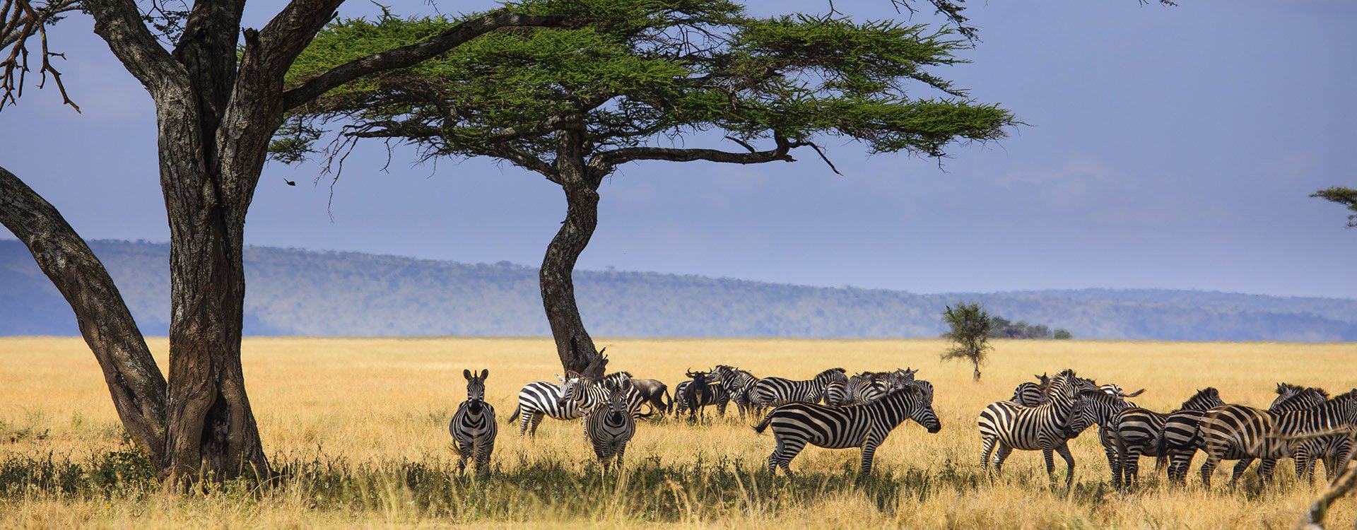 Tanzania_Serengeti National Park