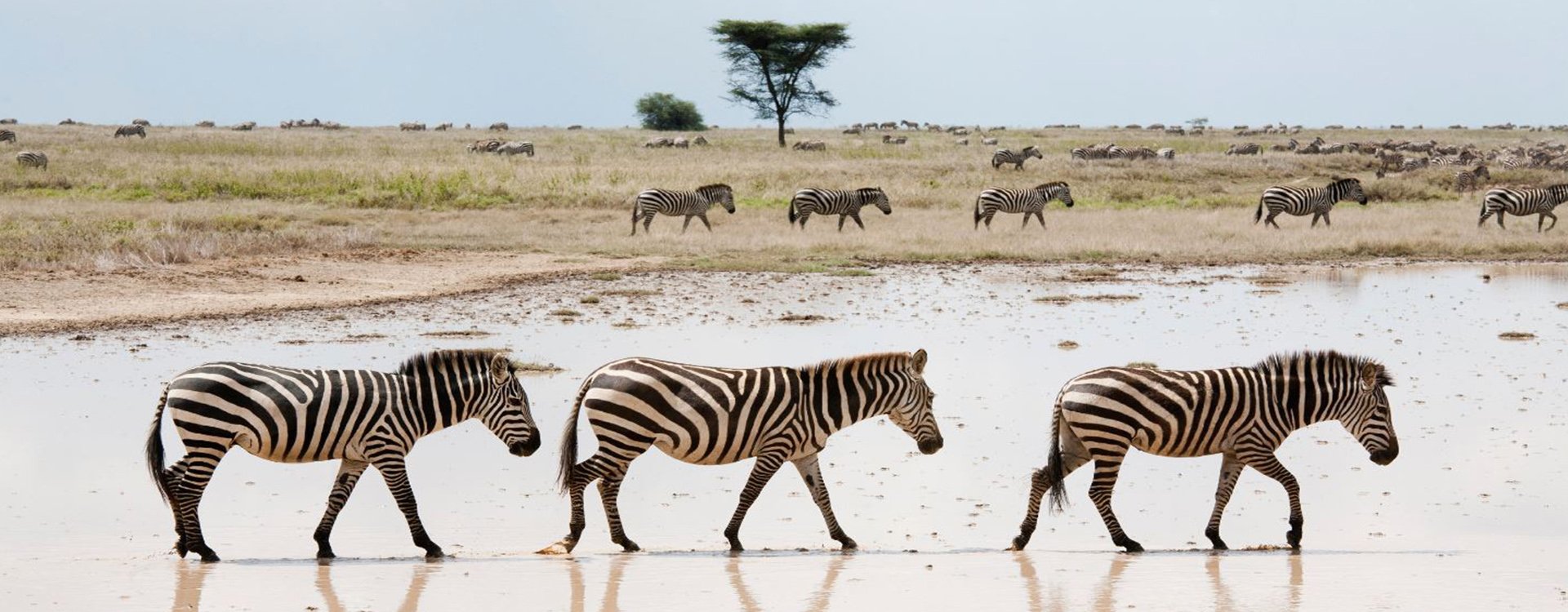 Tanzania_Serengeti_Zebras_iStock_000018427437