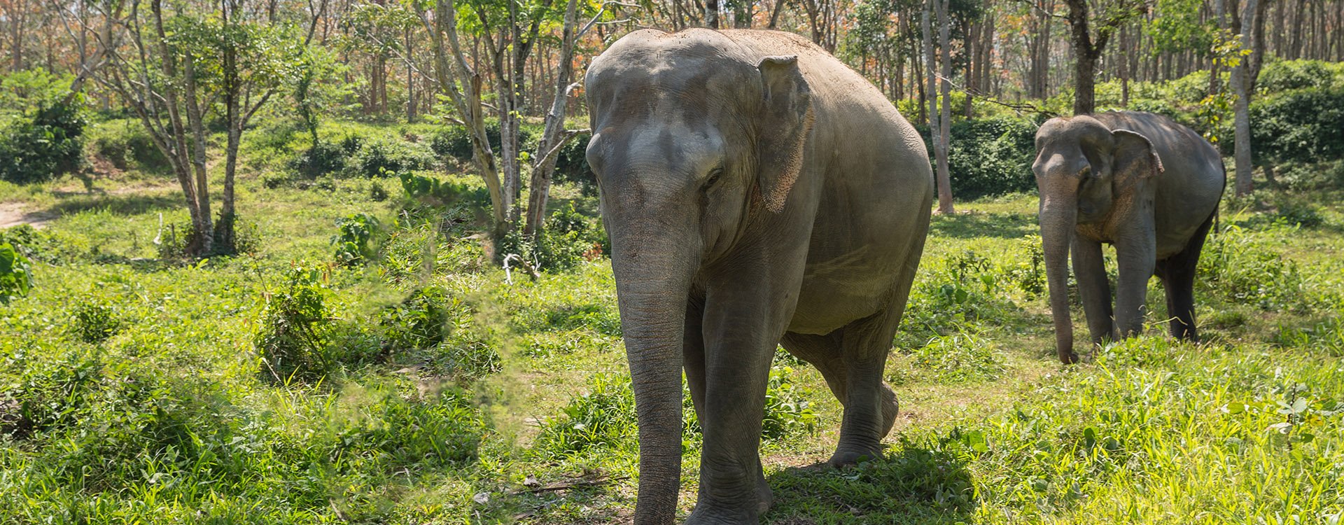 Elephant enjoying retirement in a rescue sanctuary forest, Khao Lak, Thailand