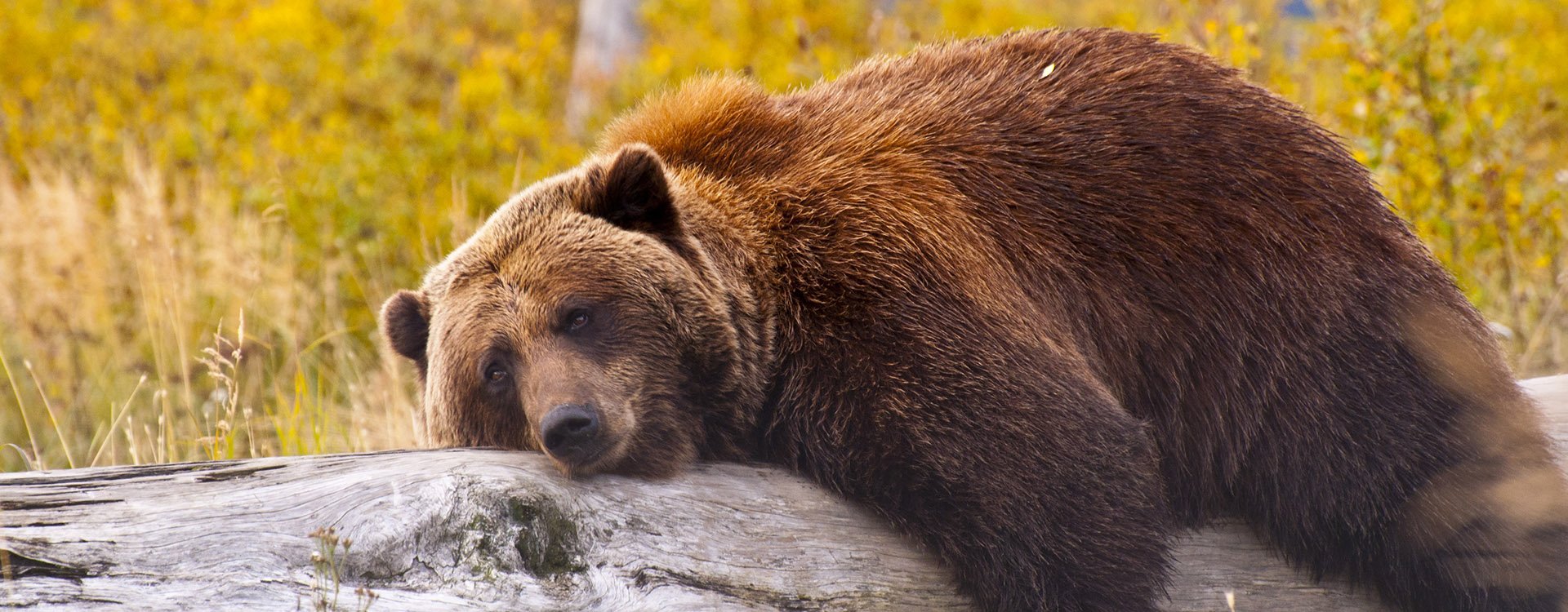 A Bear in Alaska laying down for a rest