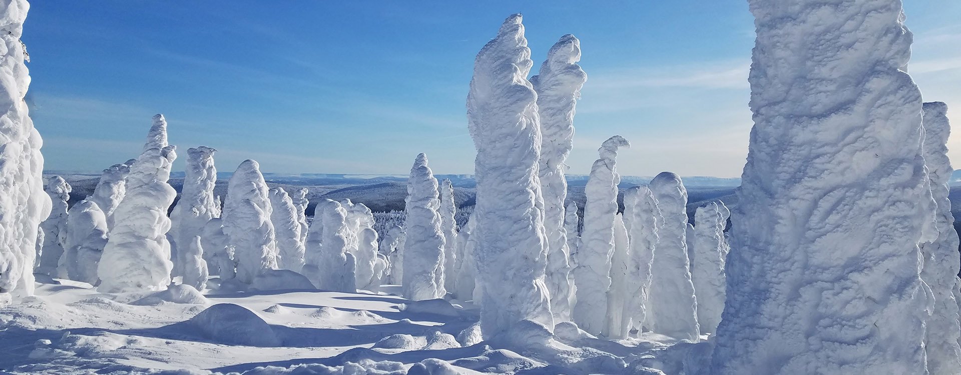 The Enchanted Forest of the Arctic Circle, Alaska; Unusual Snow Covered Tree Forest/Landscape