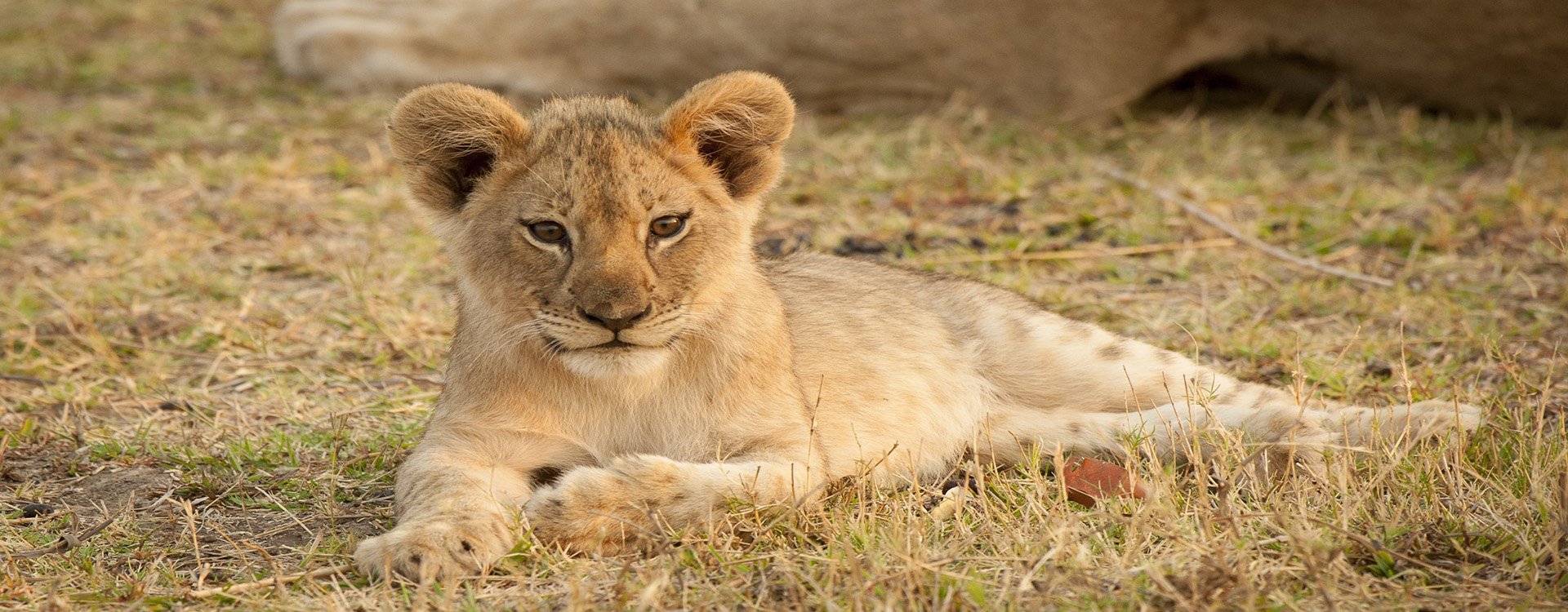 Zambia_Lion Cub