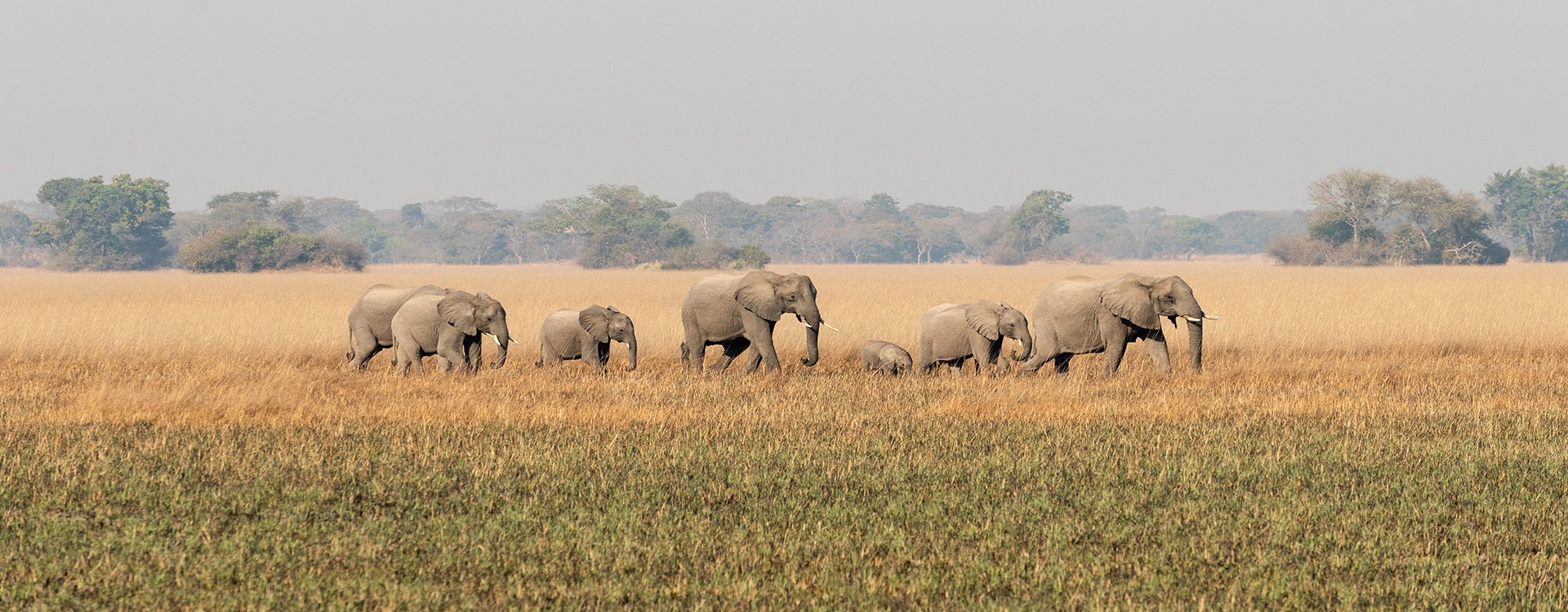 Zambia_Parade of Elephants