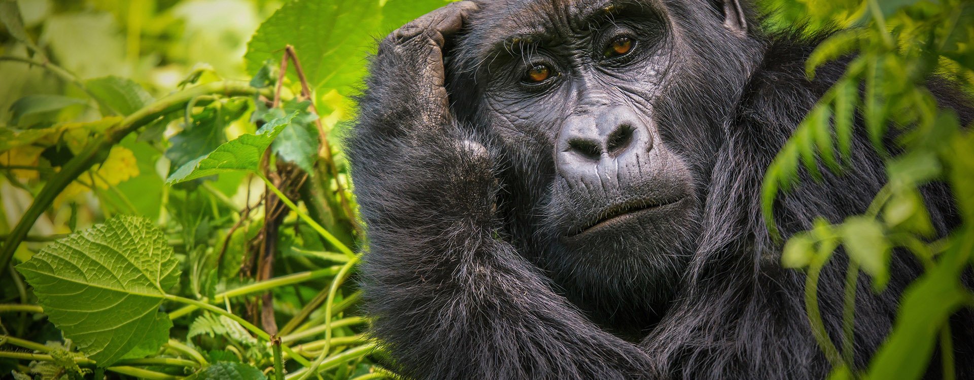 Close up of gorilla touching head