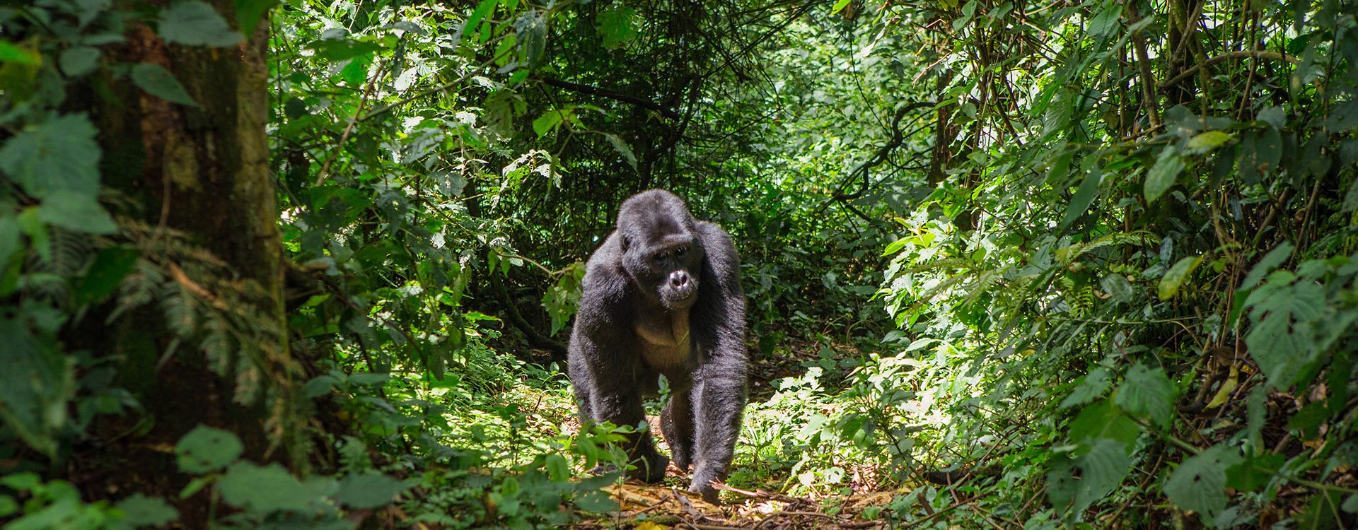 Gorilla walking through forest