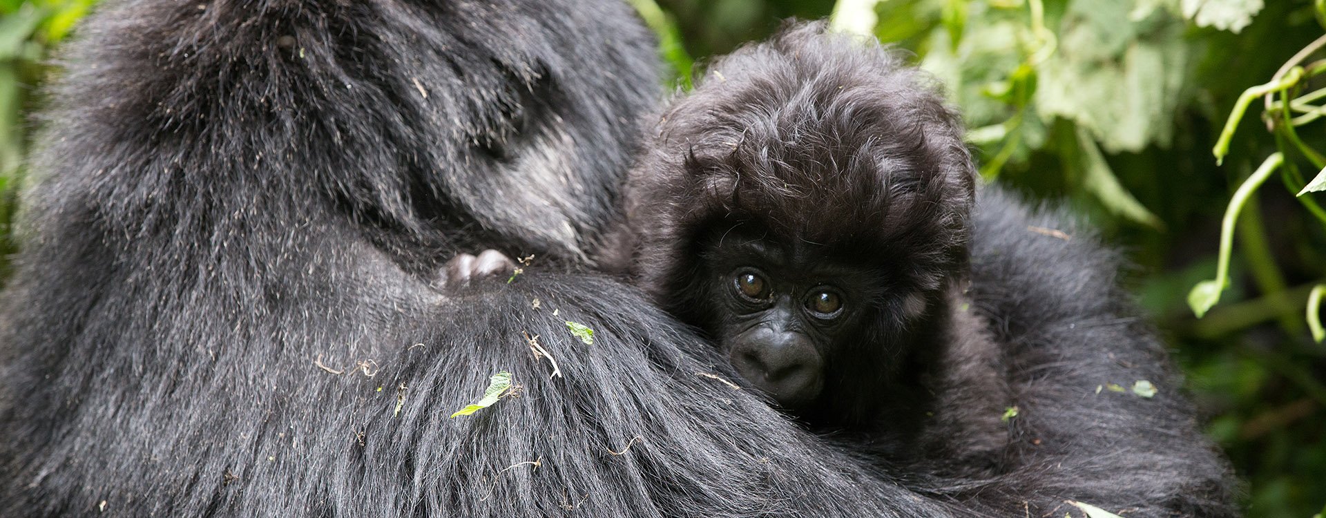 Mum and baby gorilla 