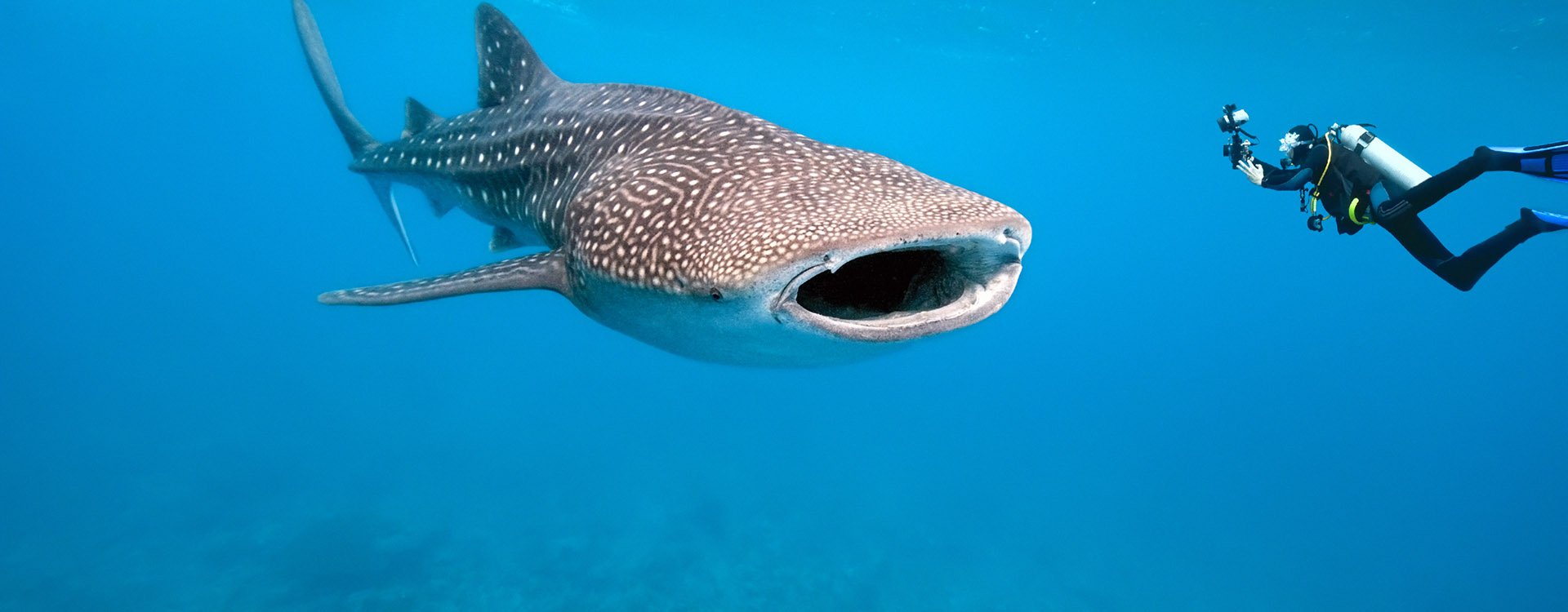 Whale Shark and underwater photographer