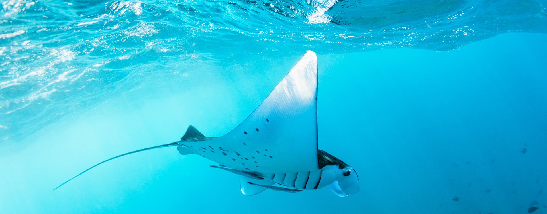 Underwater view of hovering giant oceanic manta ray