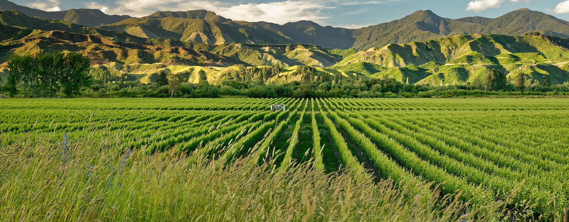 Wineyard wine New Zealand