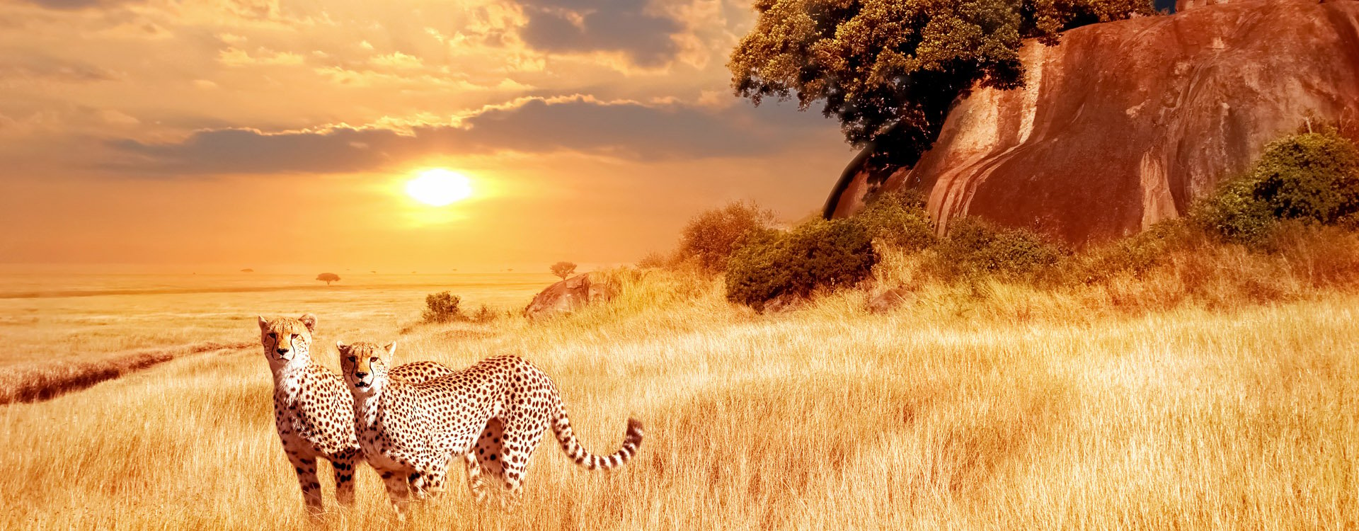 Cheetahs in the African savanna. Serengeti National Park. Tanzania. Africa.