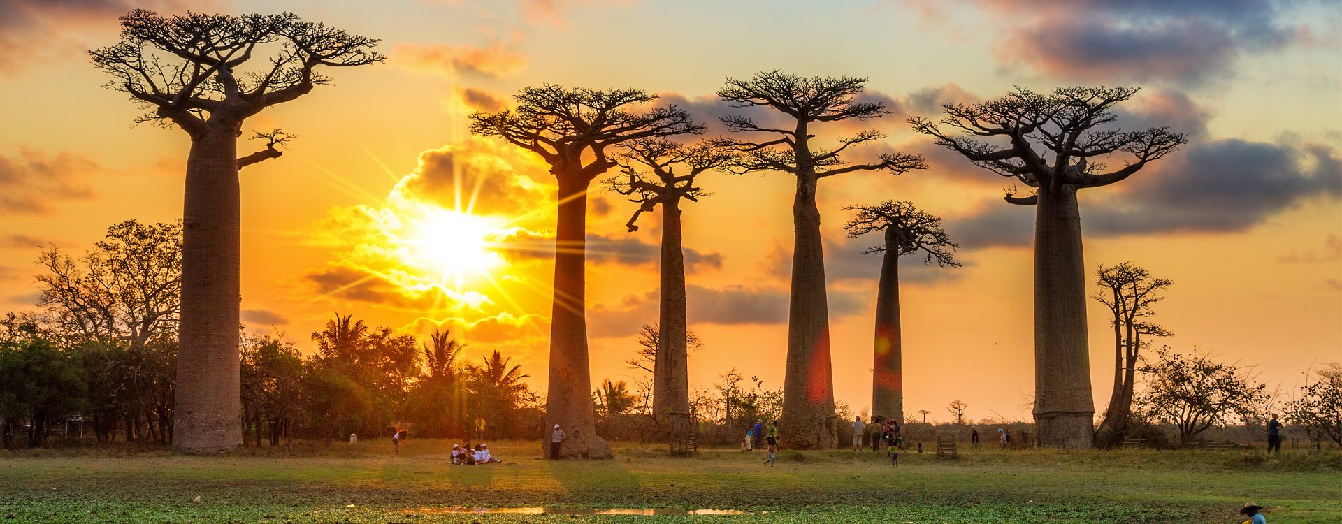 Beautiful Baobab trees at sunset at the avenue of the baobabs in Madagascar