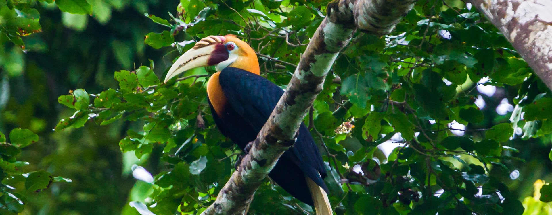 Blyth's hornbill(Rhyticeros plicatus) among the rainforest. Raja Ampat, West Papua,