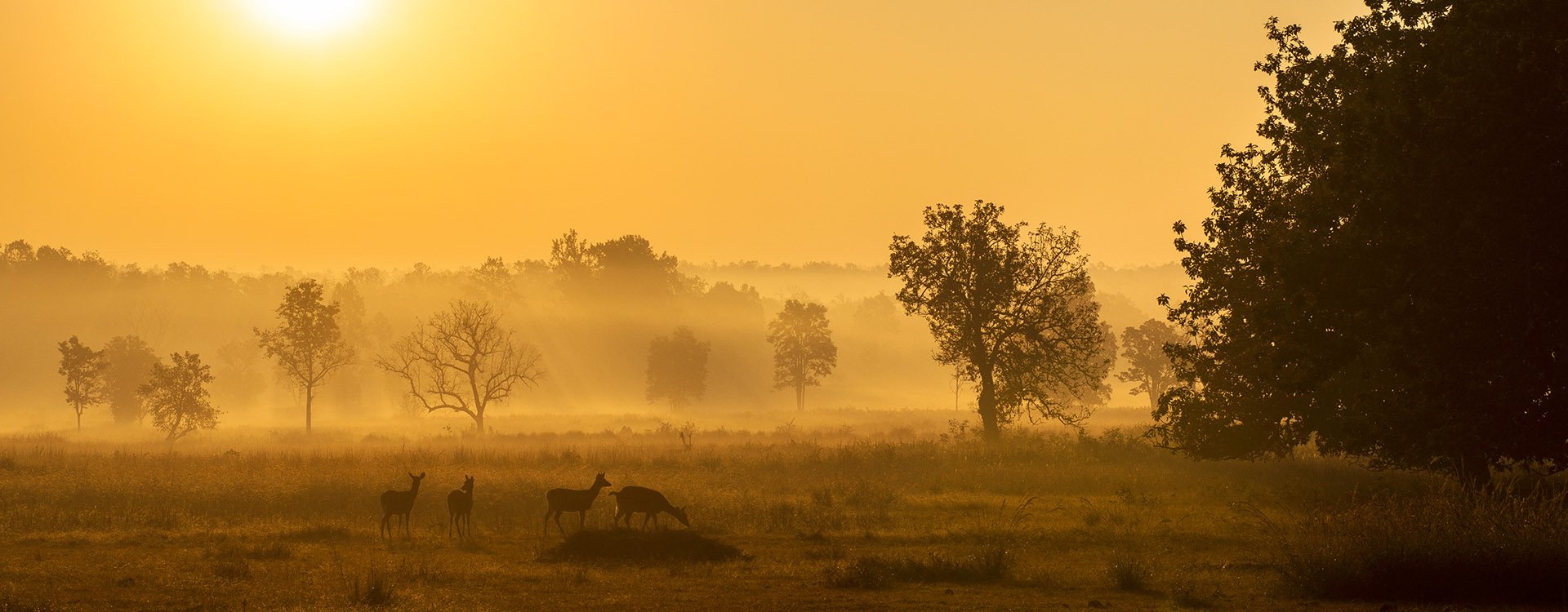 Sunrise at Kanha National Park