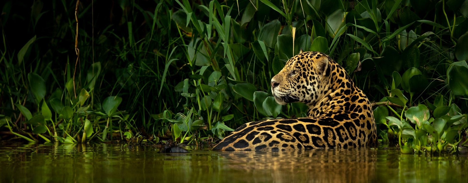 Jags-of-Pantanal-Banner-1