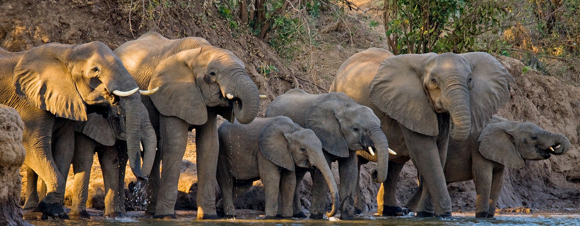 Elephants in Zambia