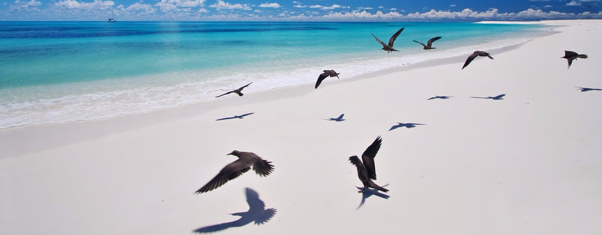 Bird-Island-Lodge_Island-Aerial_Birds