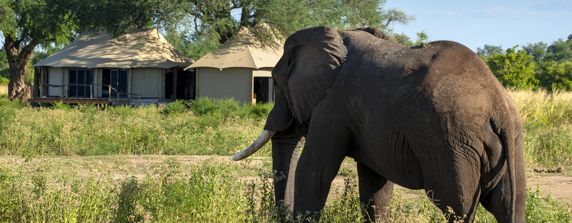 Nyamatusi Mahogany_Tent with elephant coming