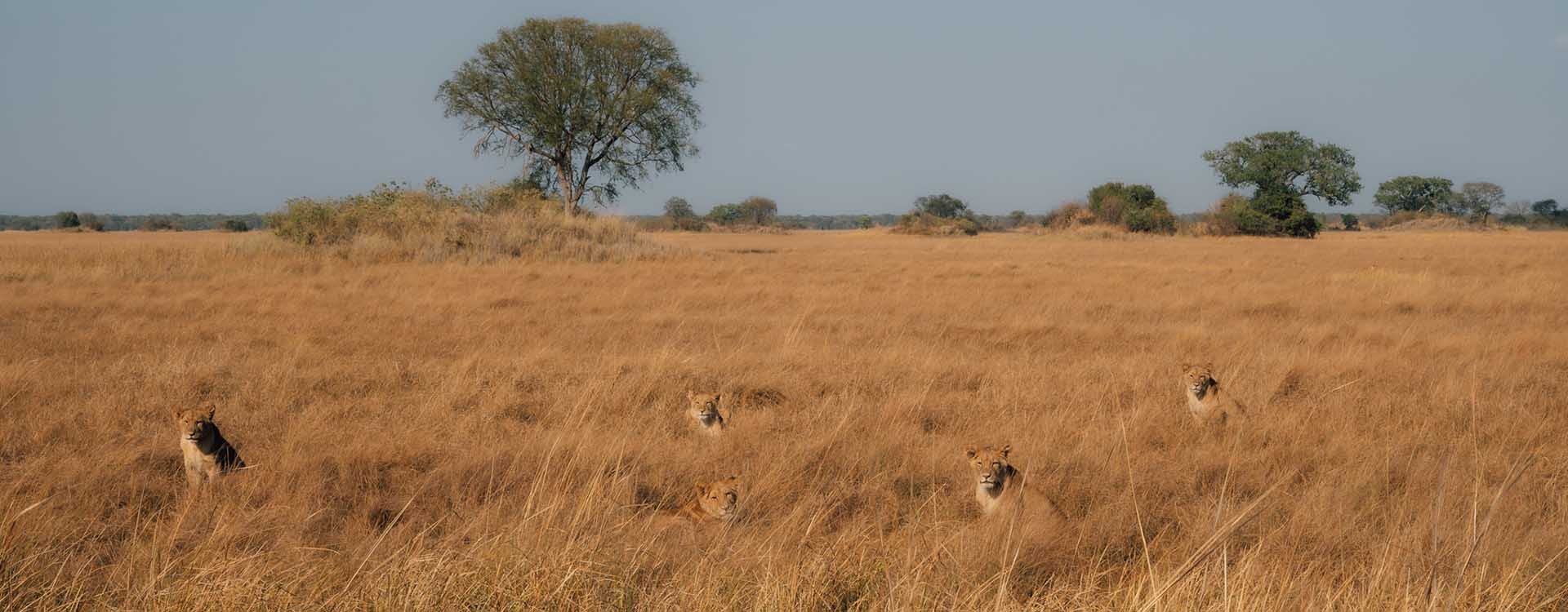 Proud lions gathering in front of Ntemwa-Busanga Camp