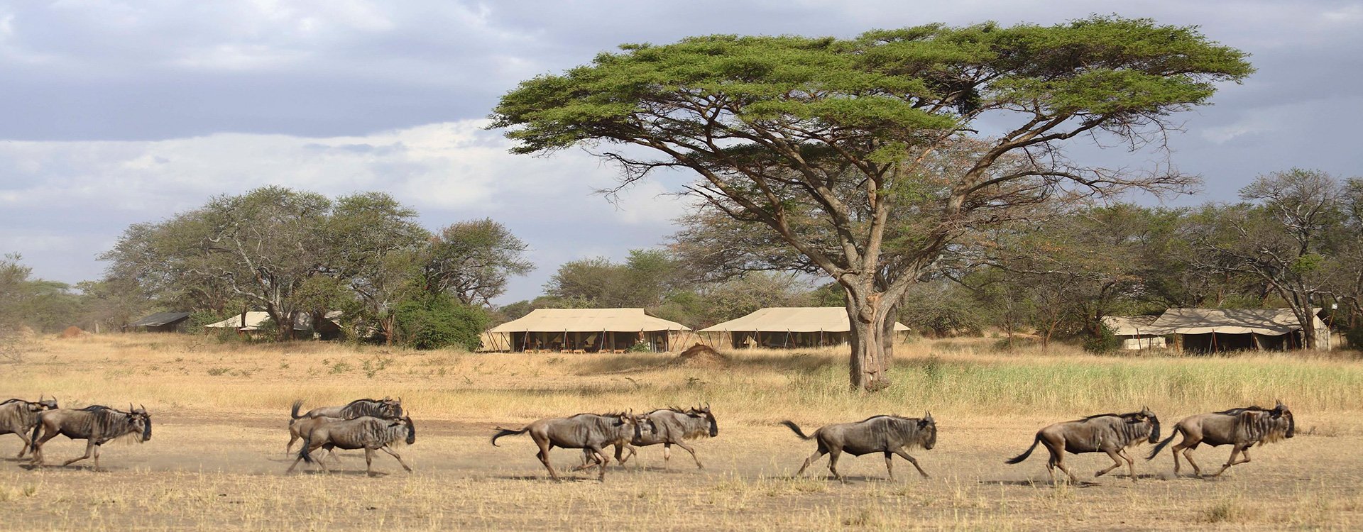 Ubuntu Camp_Exterior View_Animals