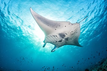 manta ray