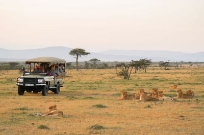 Safari vehicle with lion pride in Kenya